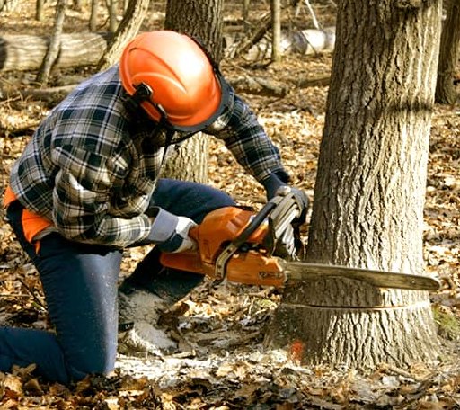 Tree Removal in Lawrence, MI